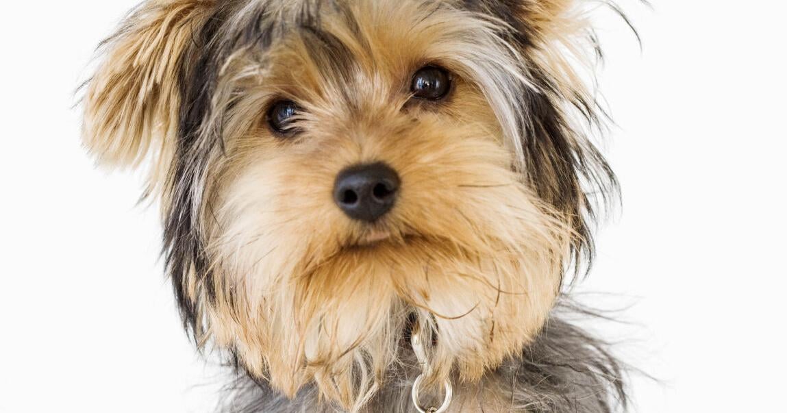 Pets can’t tell us what hurts, but subtle clues matter. Here are signs to look for.