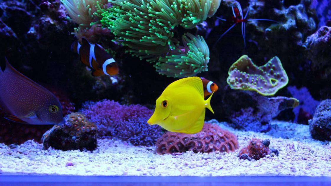 Tips for building a saltwater fish tank Pets