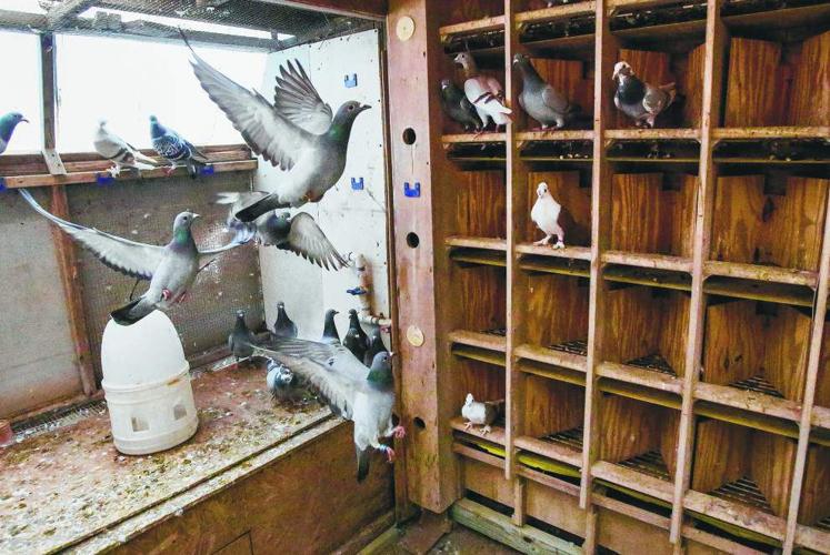 Many happy returns: Pigeon racers count on their birds to find the way home  | News 