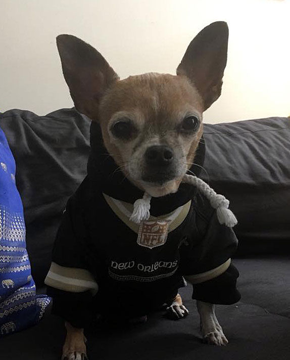 The Who-Dog Nation: See photos of the New Orleans Saints' furry