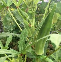 15 Summer Vegetables To Plant Now In South Louisiana Gardens