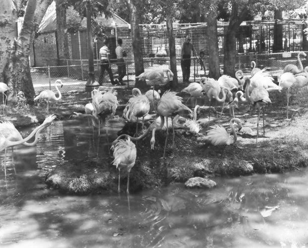 Animal attraction How the Audubon Zoo got started 300 for 300