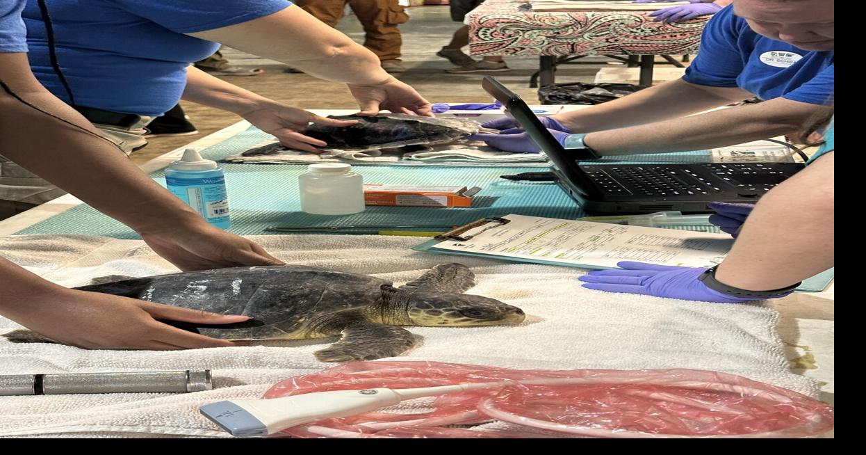 35 of the ‘most endangered sea turtles in the world’ flown to Louisiana for medical care