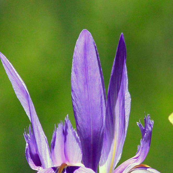 8 places to see Louisiana irises in bloom in New Orleans and beyond, Archive