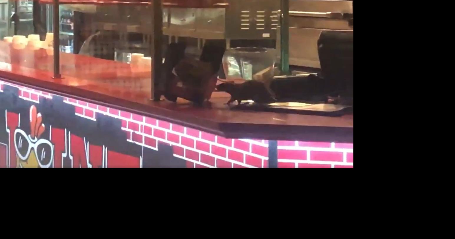 Watch: Rats caught crawling on counter at Willie's Pizza Joint in ...