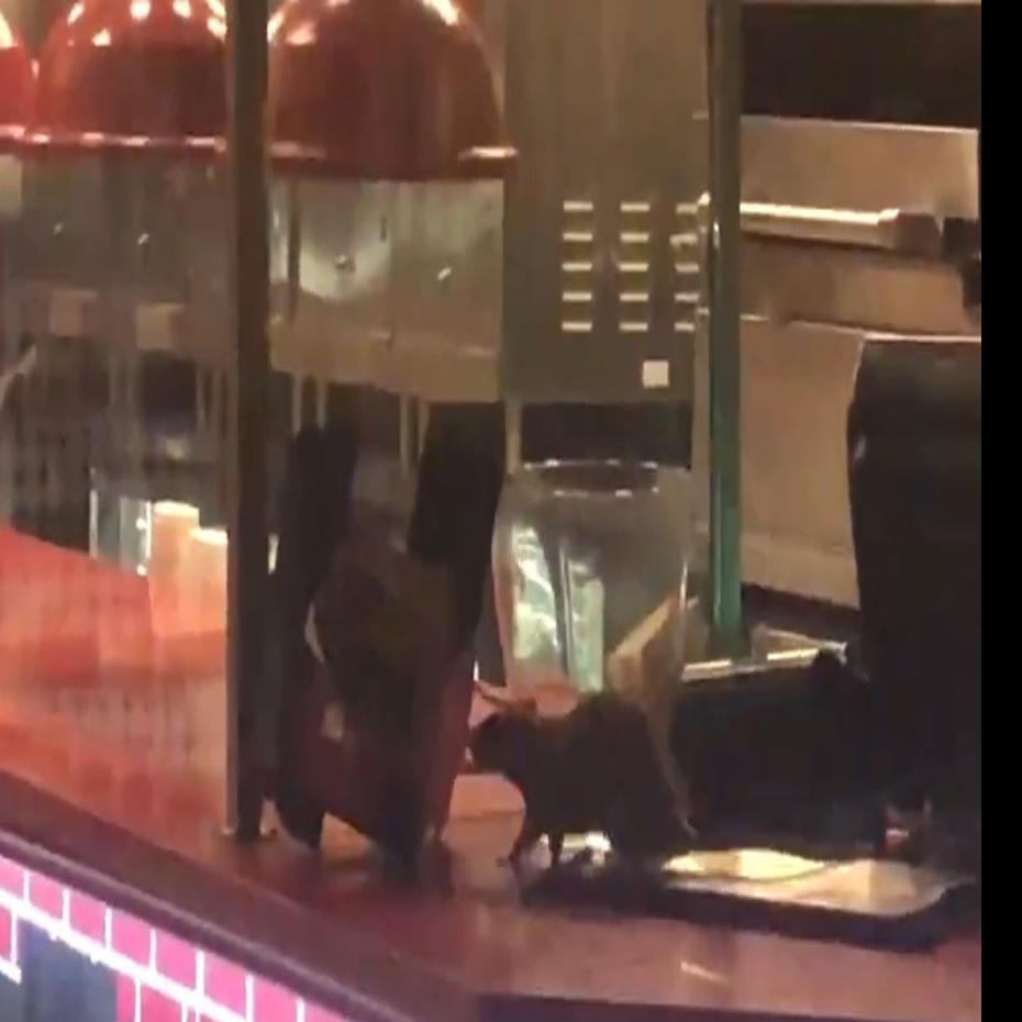 Watch Rats Caught Crawling On Counter At Willie S Pizza Joint In