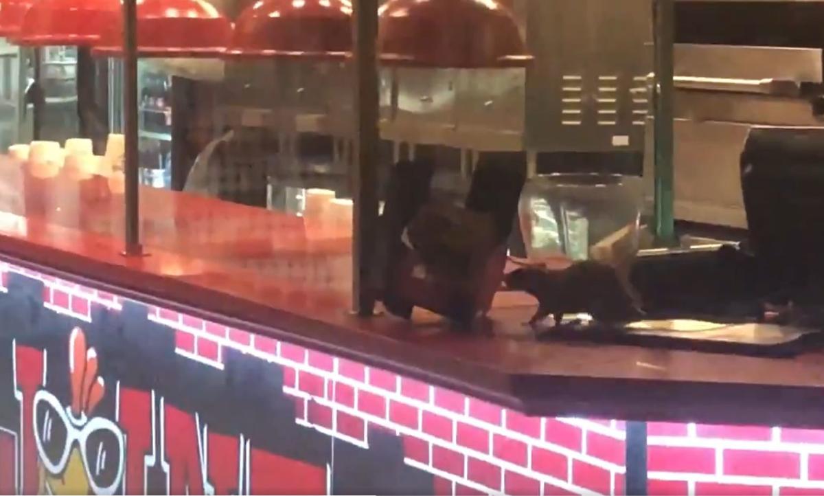 Watch Rats Caught Crawling On Counter At Willie S Pizza Joint In
