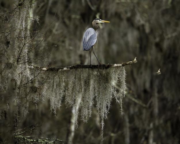 Slidell photographer John Paul Duet gets on knees to bring Louisiana