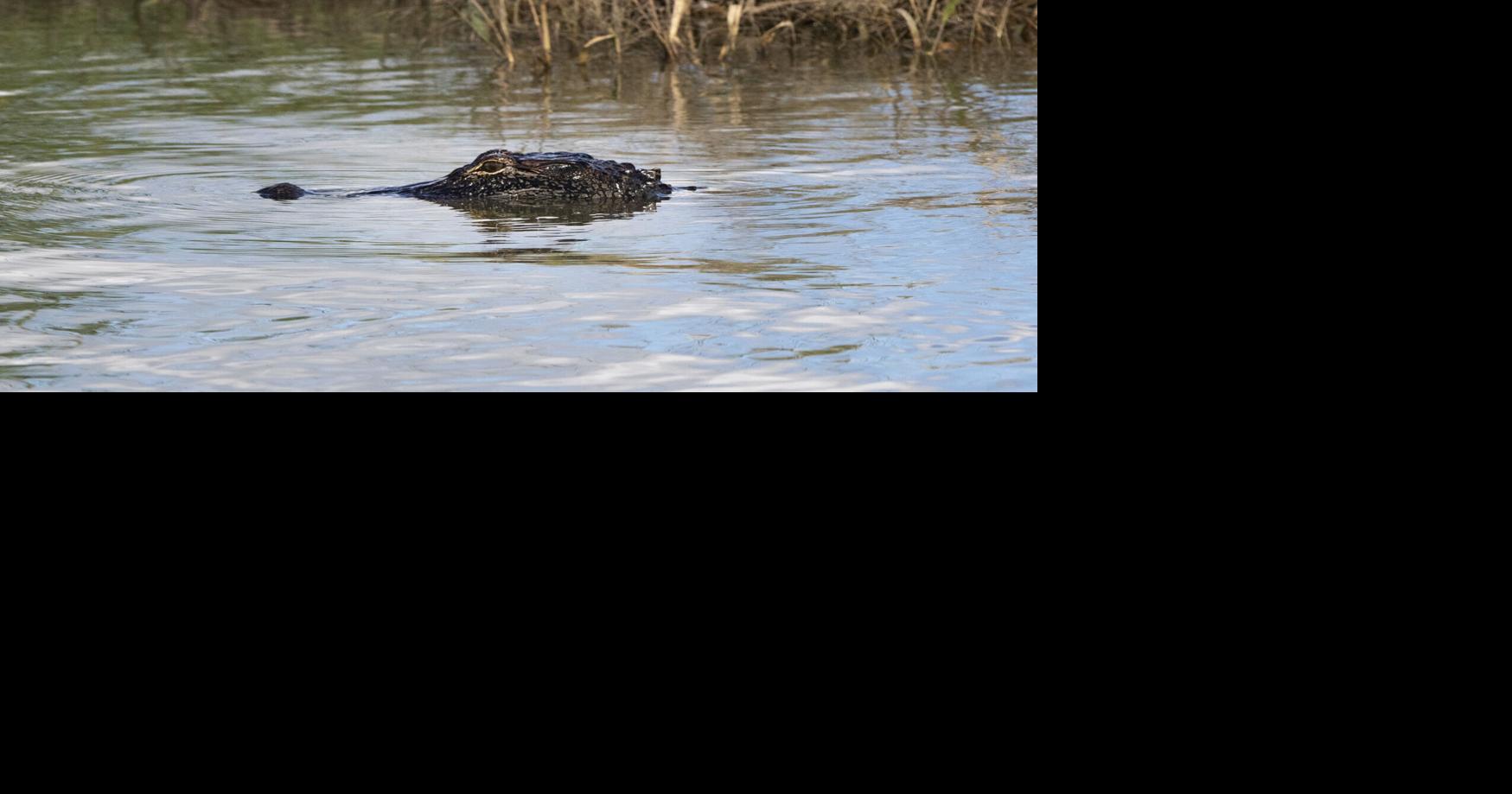 Alligator attacks suspected drunken driver who fled into Louisiana swamp to escape police