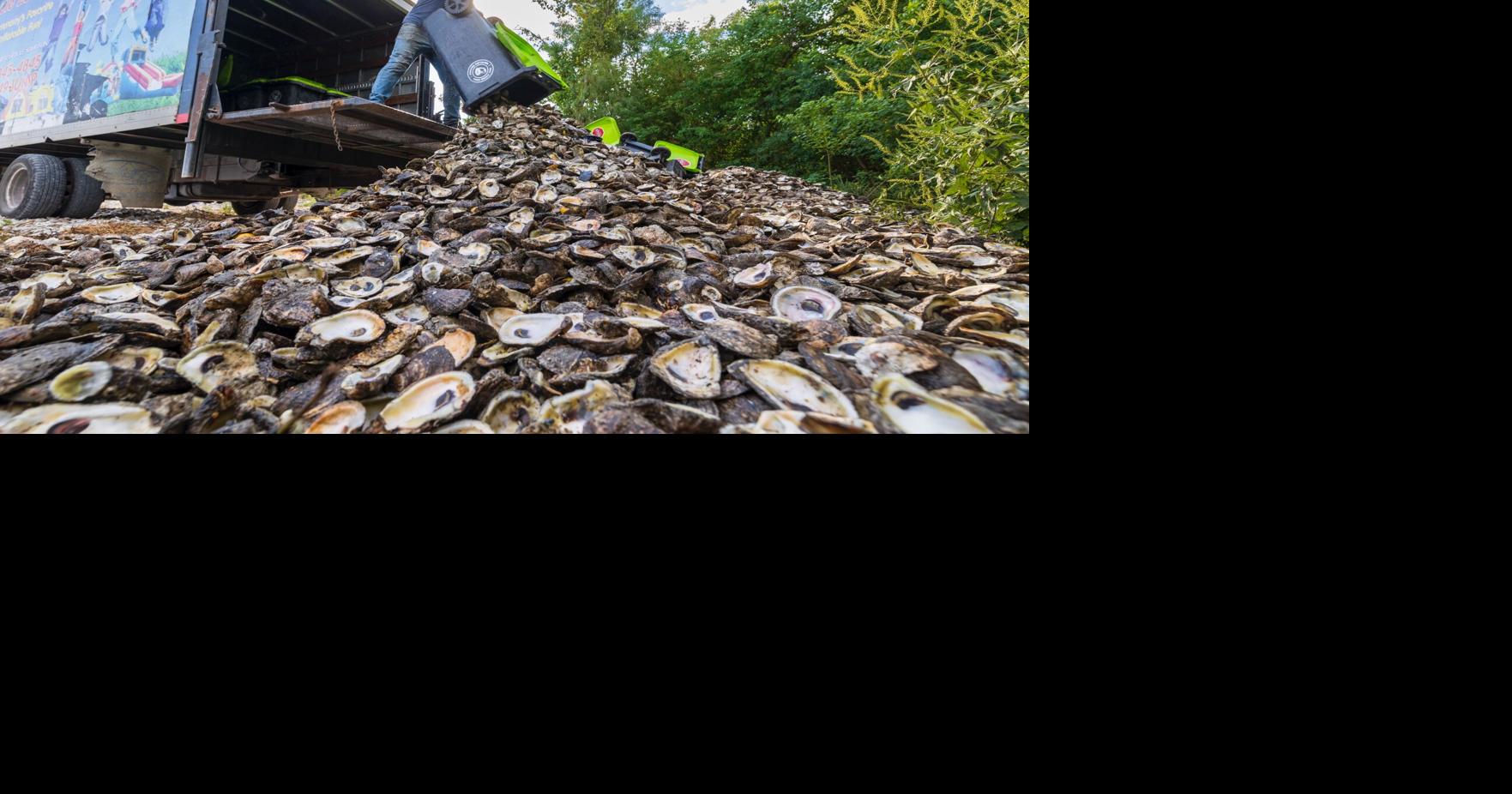 Millions of pounds of oyster shells are being recycled to help restore the Louisiana coast