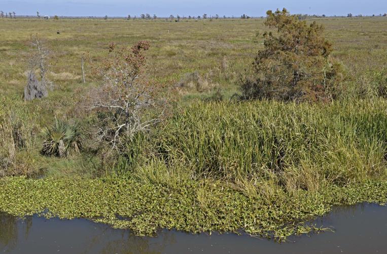 Conservationists urge action by Louisiana to restore, protect critical Maurepas Swamp