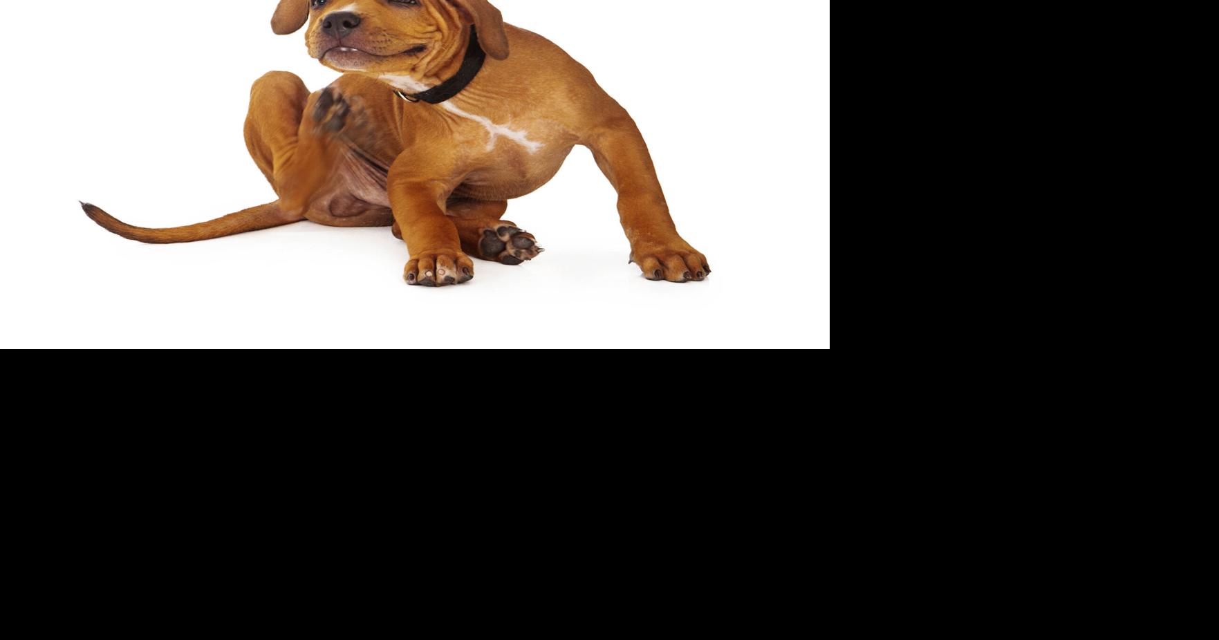Fall brings some outdoor dangers for pets | Entertainment/Life