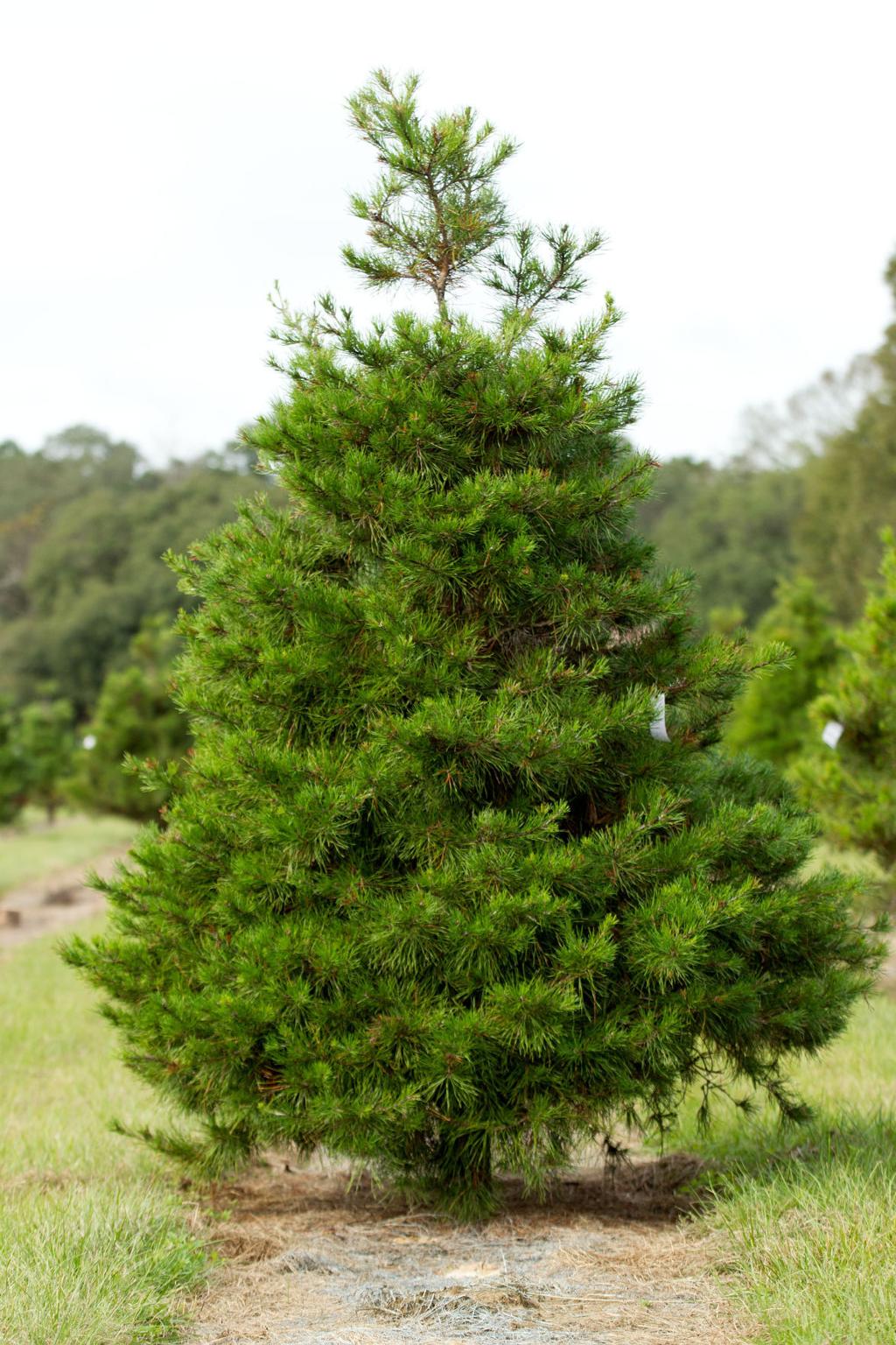 Mardi Gras Trees come from Shady Pond Tree Farm