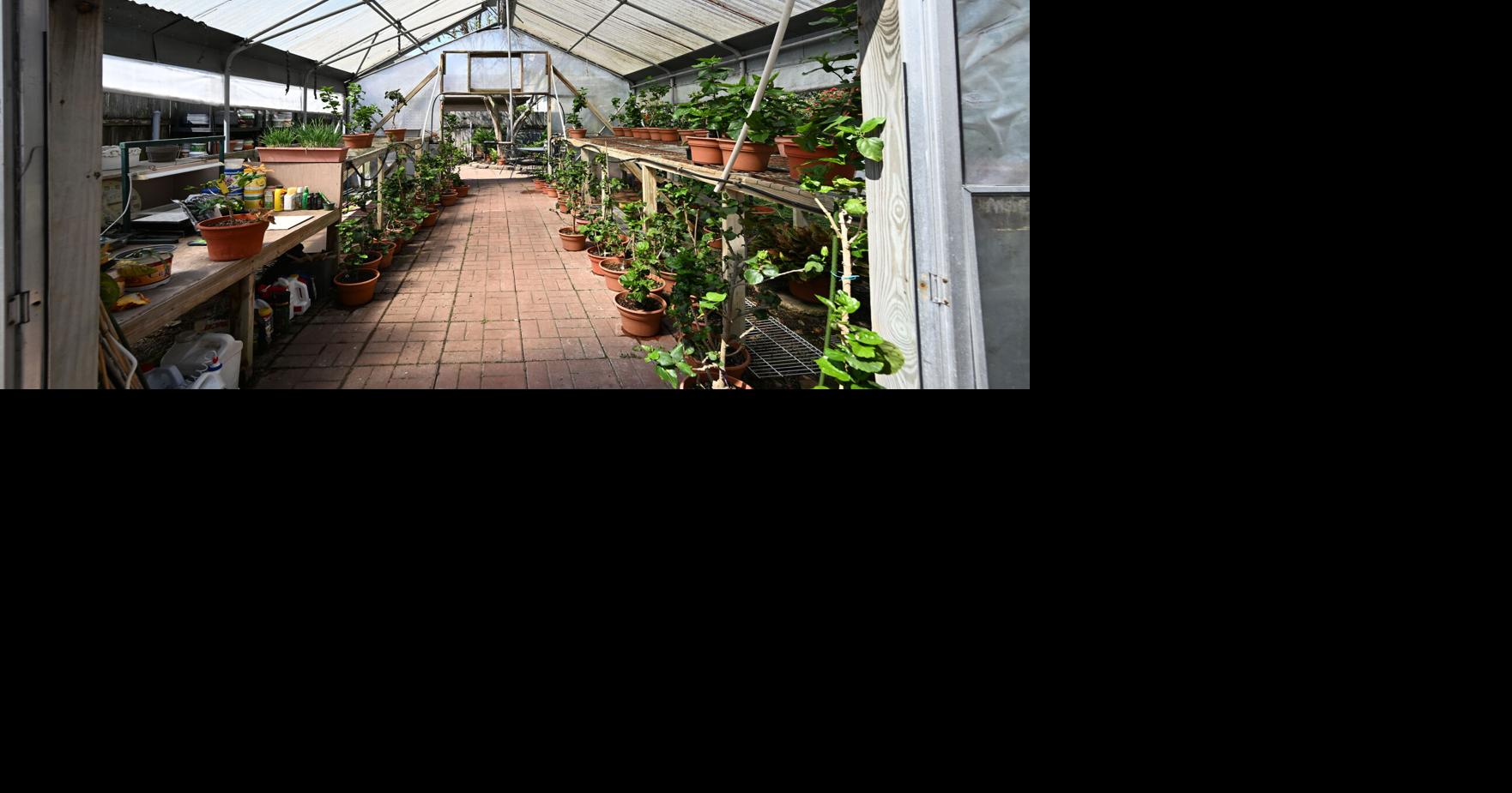 New Orleans hibiscus grower began small. Now her hybrid flowers win prizes for their beauty.