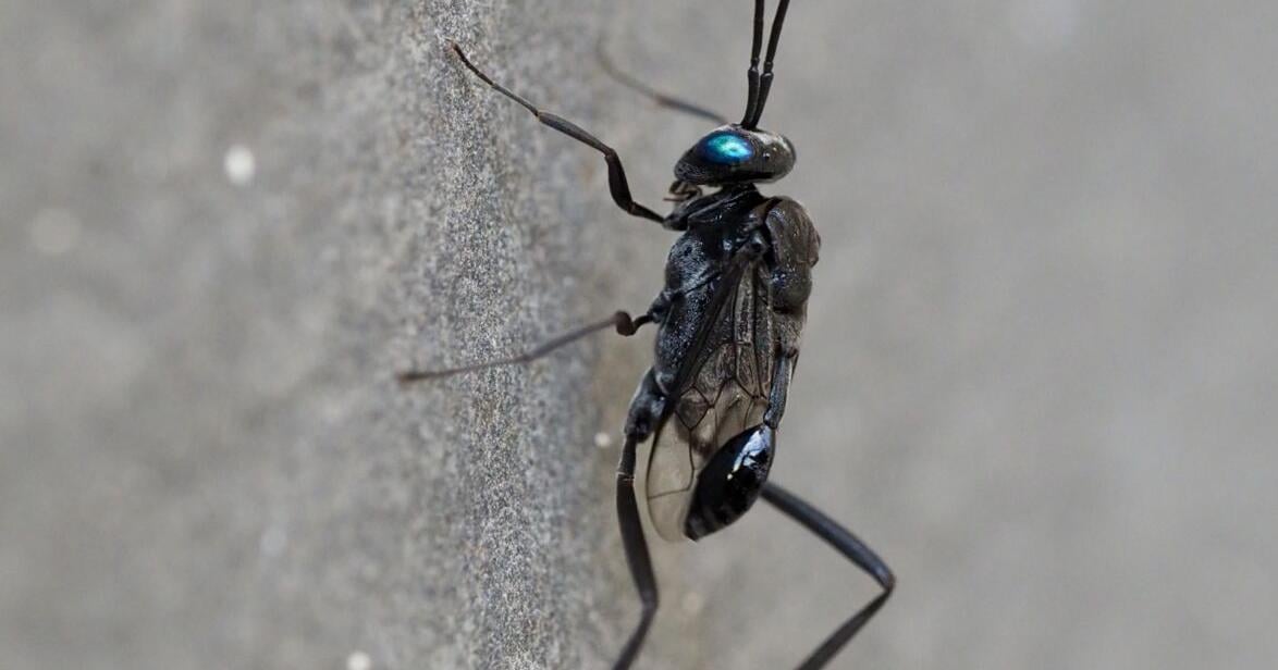 These ‘gorgeous’ yet creepy bugs may invade your Louisiana home this summer. Don’t kill them.