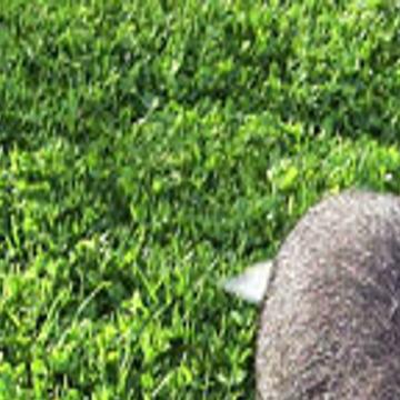 Animal Rescue Potbellied Pigs Can Make Great Pets Crescent City Community News Nola Com