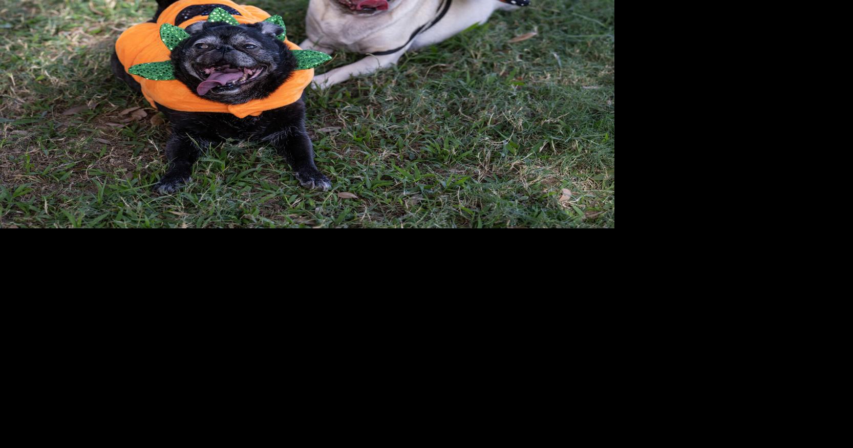 Don’t let Halloween's noise and chaos and costumes spook the pets. Follow these safety tips.