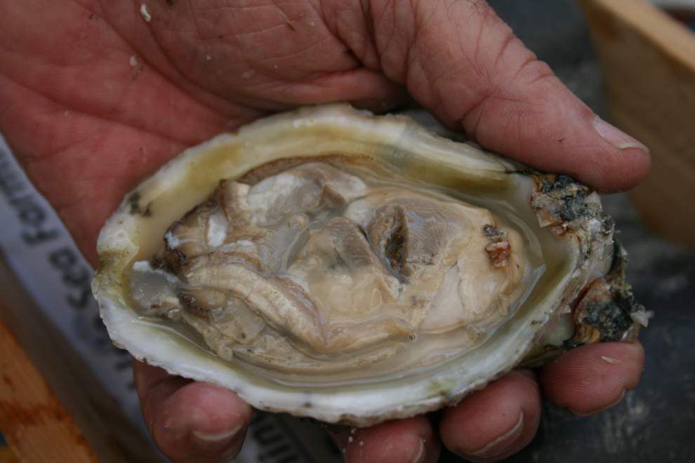As oyster season revs up, new type of Gulf oyster turning heads in New
