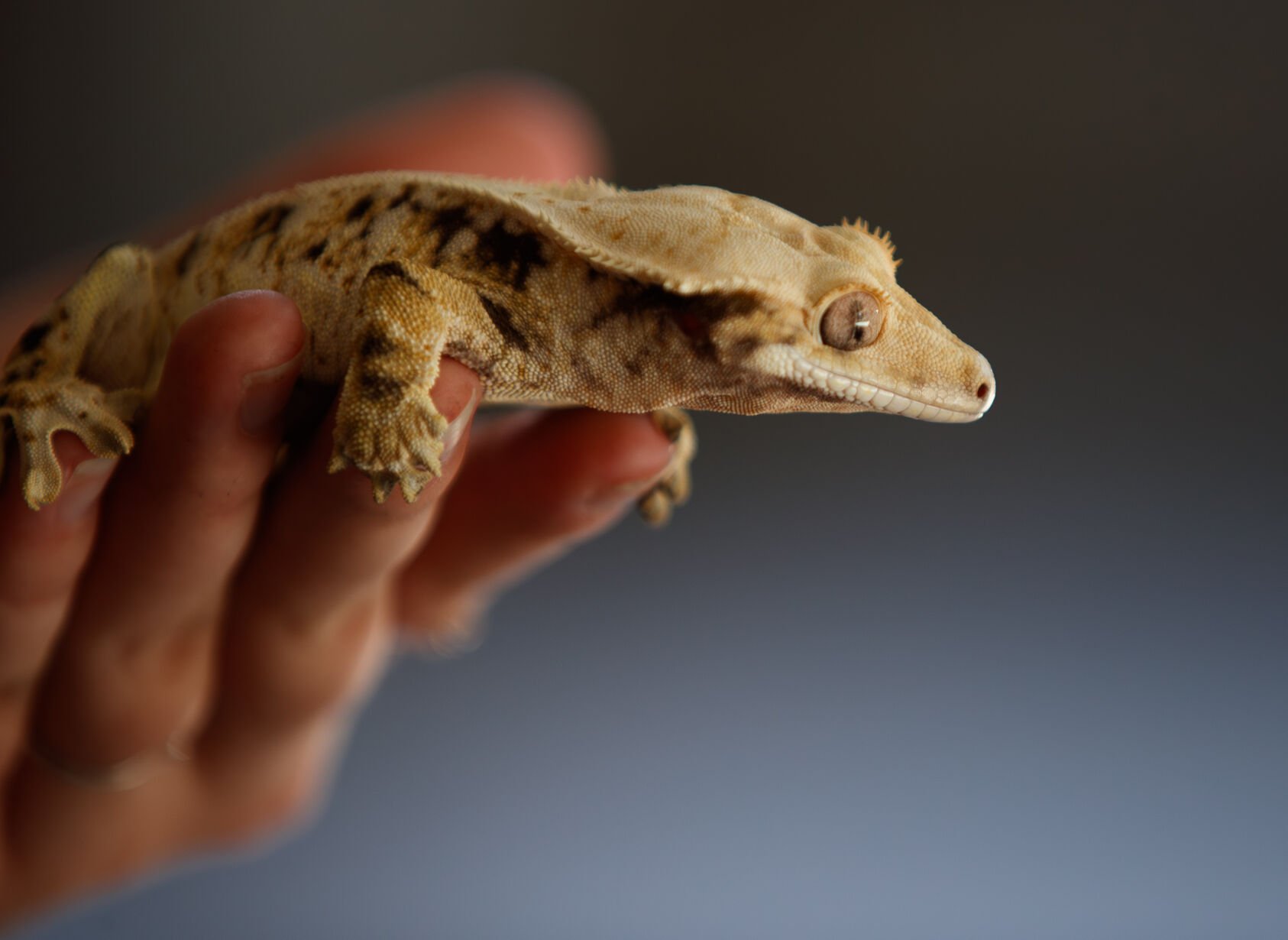 Kat Lee with a gecko named Rodeo