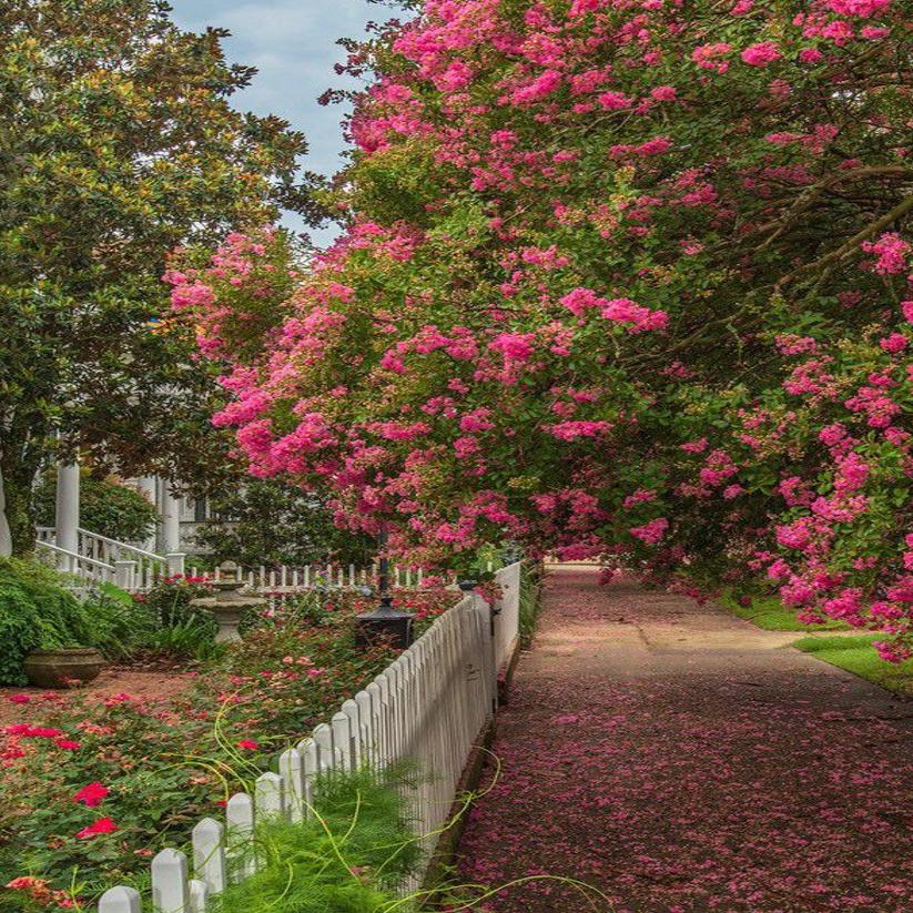 How To Care For Crape Myrtles Faded Flowers And Fungus Spots Are Bothering These Readers Home Garden Nola Com