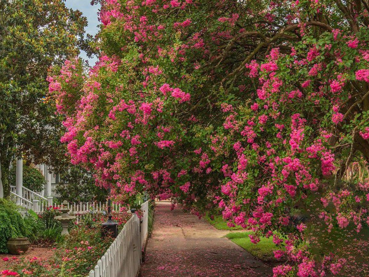 Crape Myrtles