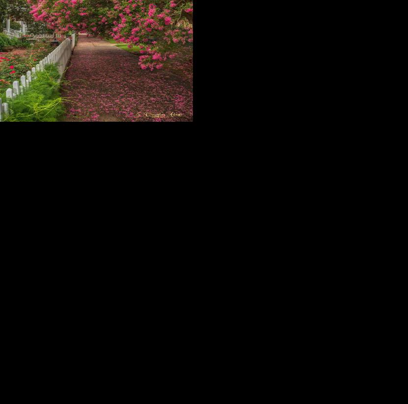 How To Care For Crape Myrtles Faded Flowers And Fungus Spots Are Bothering These Readers Home Garden Nola Com
