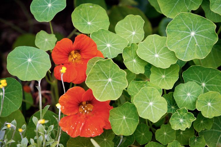 potted ranunculus plant Striato Bianco Ranunculus Bulbs Corms Growing Bonsai Roots Rhizomes Tubers Potted  Planting Reblooming Fragrant Garden Species Blooms Flower Seeds Plant  Gardening