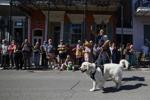 Barkus Parade 05.jpg
