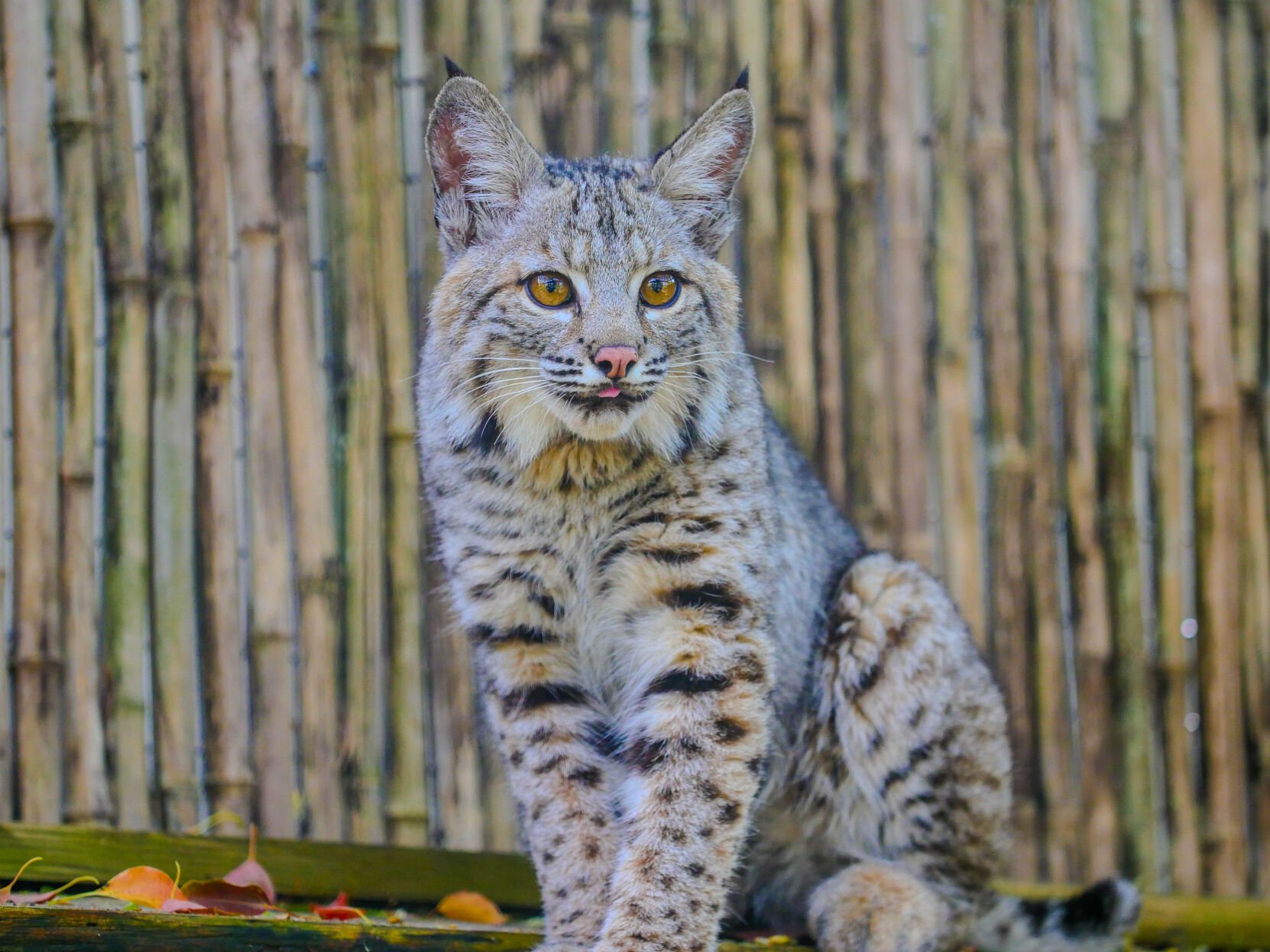 Baby bobcats from CA have new home at New Orleans zoo