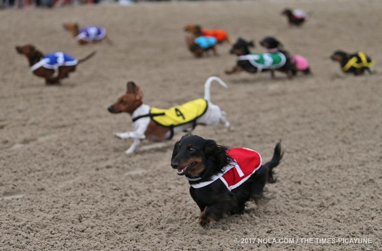 Wiener dog races are almost here! - Fort Erie Race Track