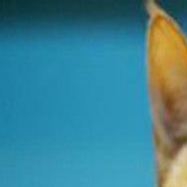 Study Proves That Dogs Are Smarter Than Cats Report Archive