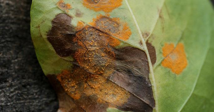 What is coffee rust and why is it pushing people to the U.S. border ...