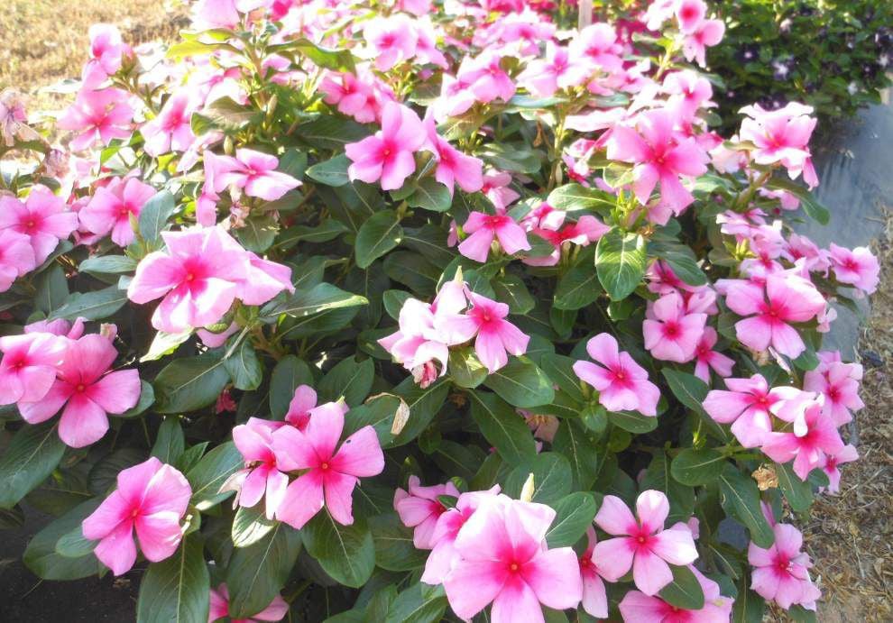 Heatloving vinca fall prey to fungus in the soil Home/Garden