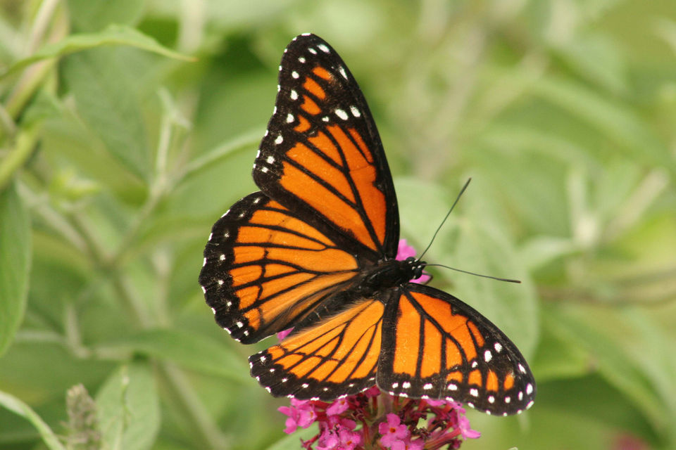 Louisiana butterflies See 28 winged beauties that call our state home
