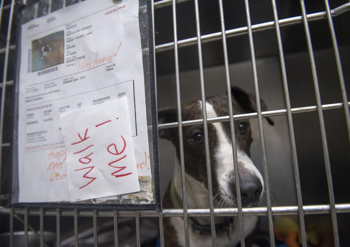 Photos St. Tammany Animal Shelter looking for new director after