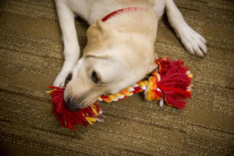 Juvenile Court #39 s newest member Suzie the dog helps bring justice to