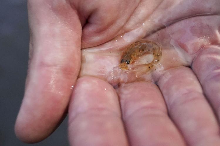 Parl Fish After 50 years, a tiny fish is reintroduced to the river | News | nola.com