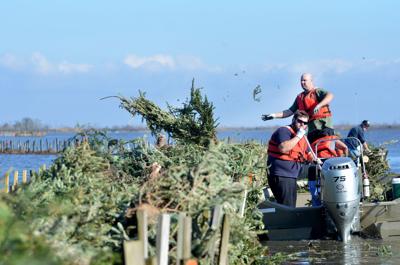 Jefferson Parish Christmas Tree Recycling 2022 Jefferson Parish Needs Volunteers To Help Put Christmas Trees In Bayou |  Environment | Nola.com