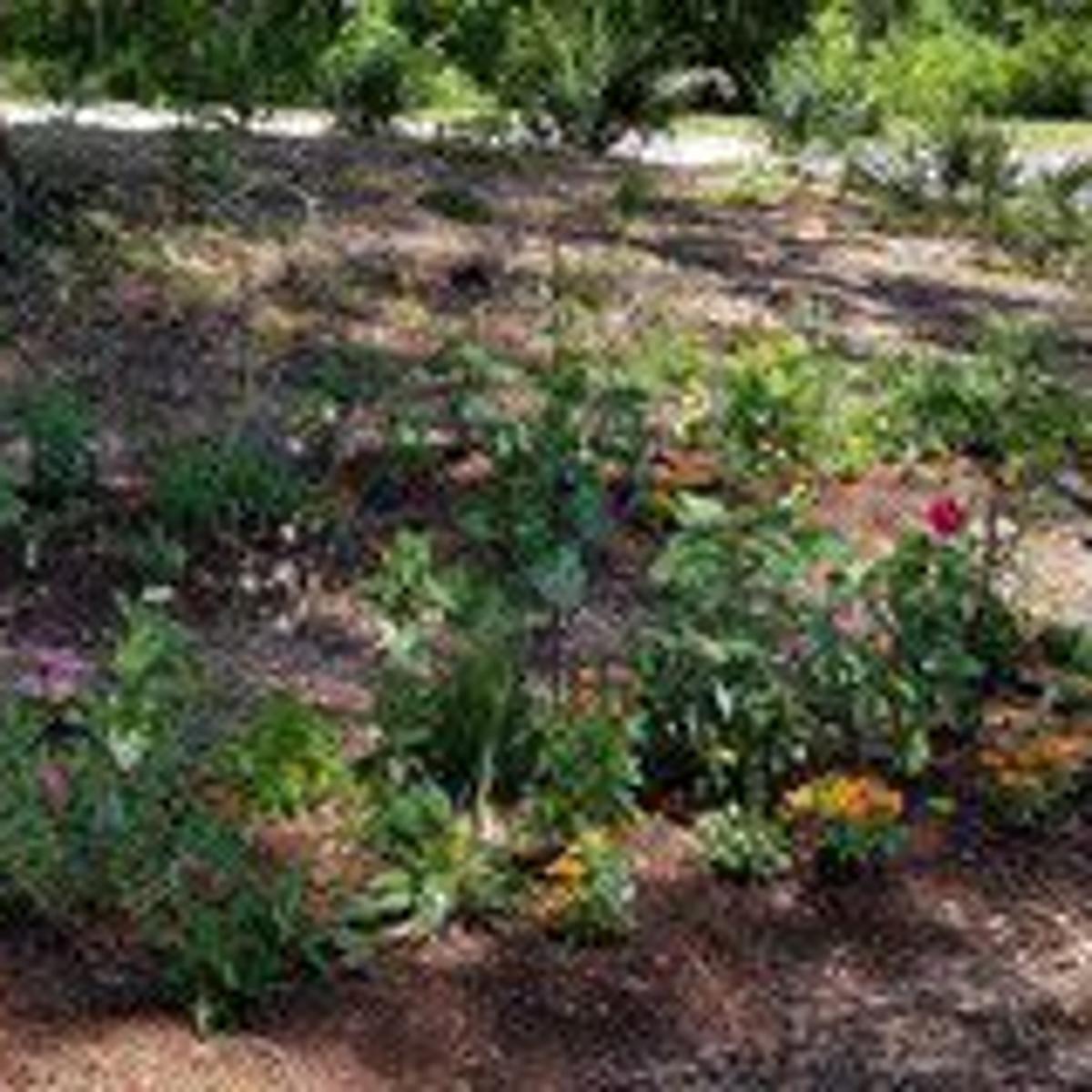 Native Milkweed Or Tropical Milkweed Which Is Best Slidell