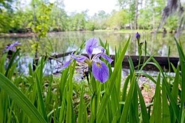 Tammany Trace to move into Camp Salmen Nature Park and beyond