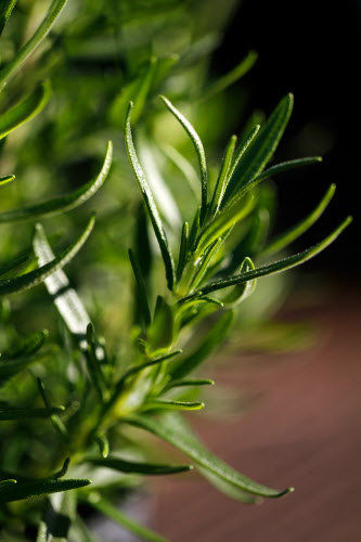 Get the most from your spring herb garden: what to plant now | Home ...