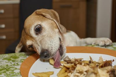 cheeky dog steals food remains
