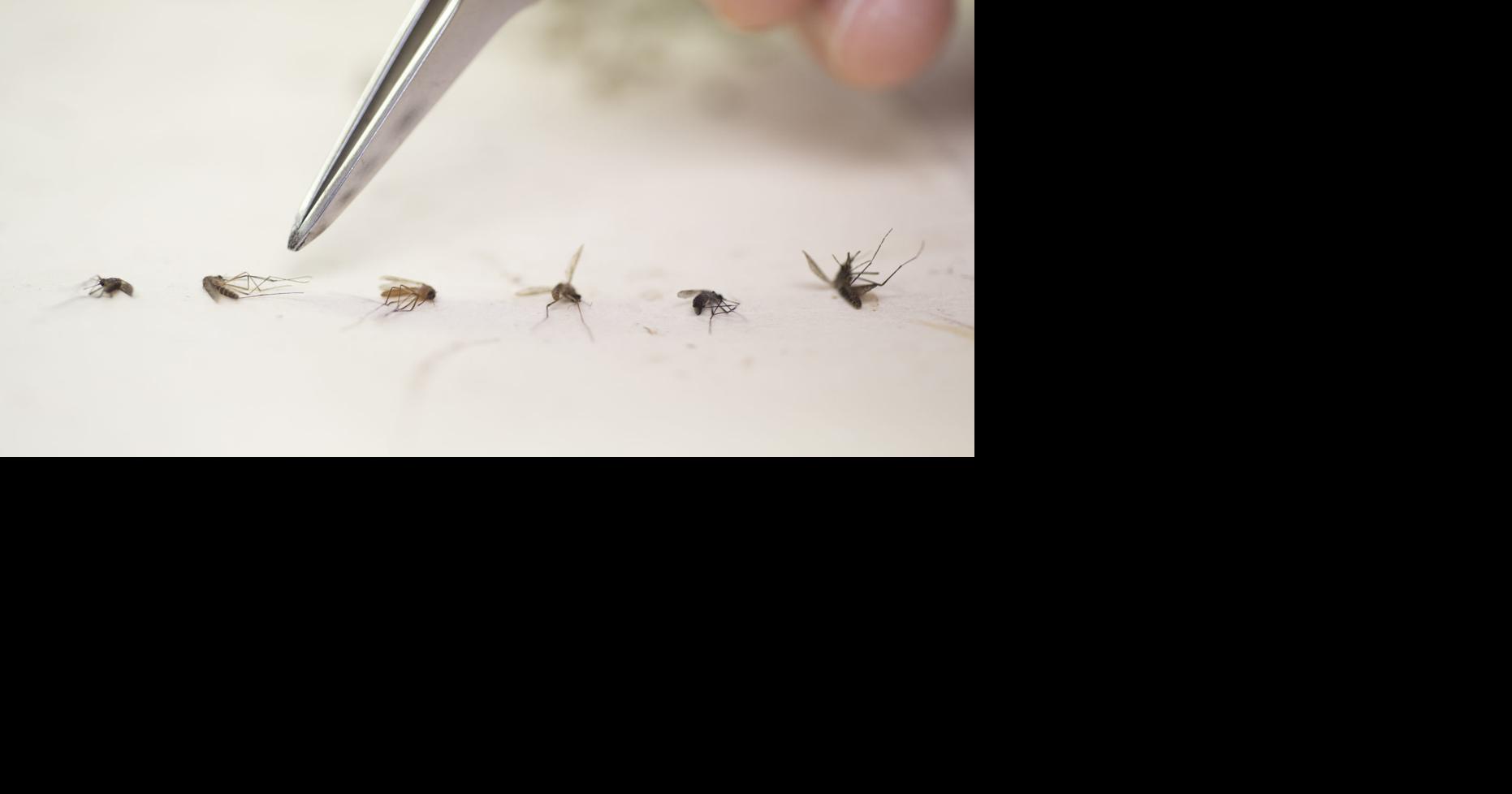 Second West Nile case confirmed in New Orleans | Health care/Hospitals