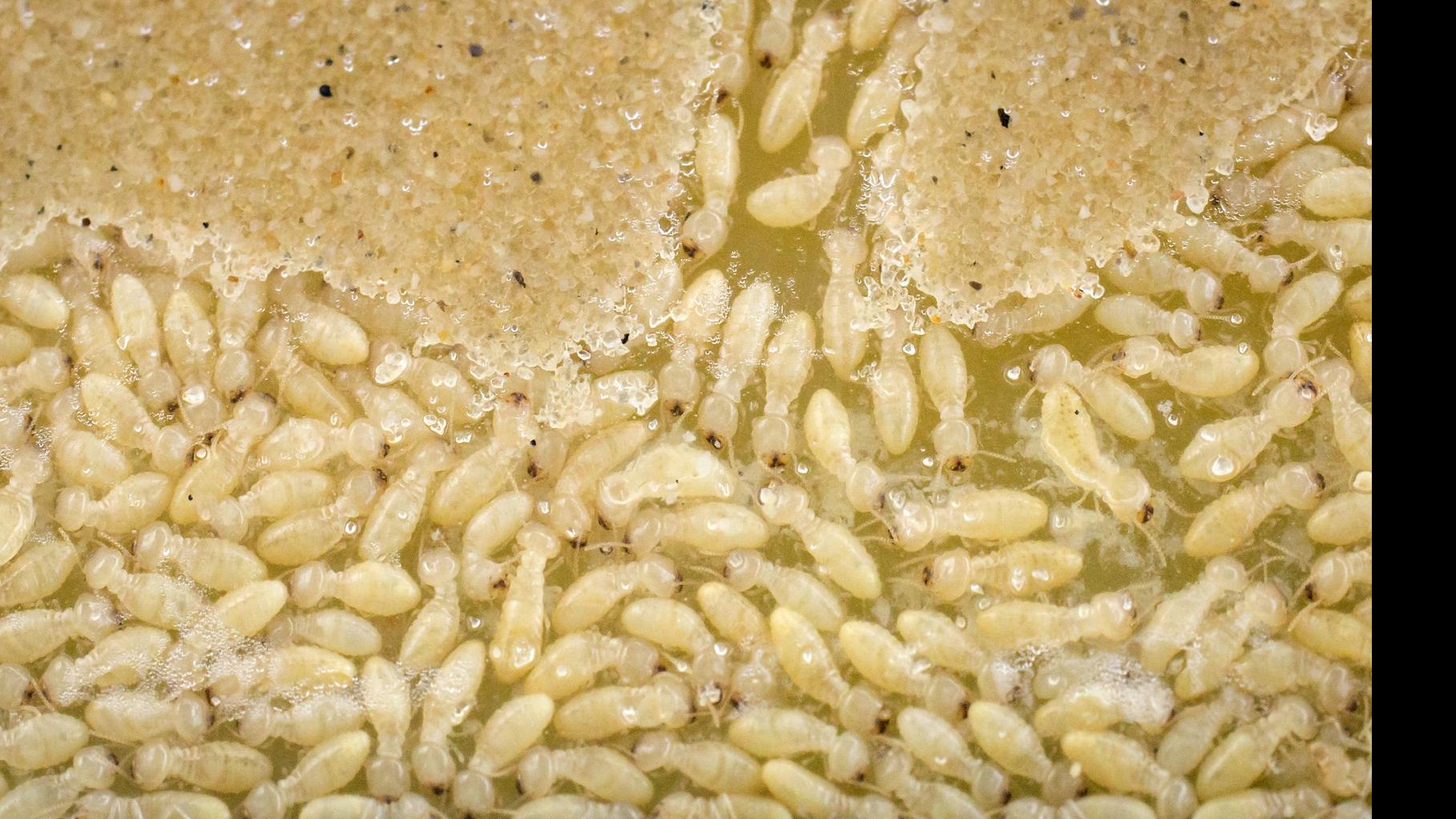 Formosan Termite Swarms Return To New Orleans Will Cold Winter Affect Mosquito Termite Seasons Environment Nola Com