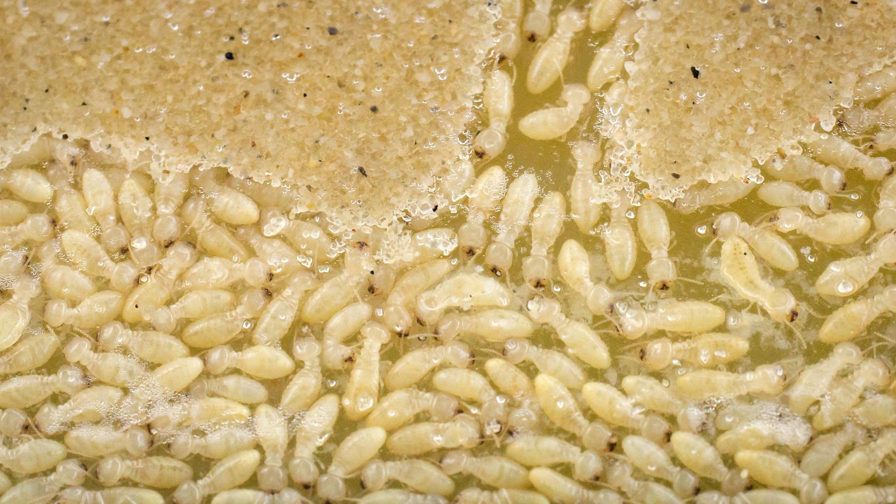 Formosan Termite Swarms Return To New Orleans Will Cold Winter Affect Mosquito Termite Seasons Environment Nola Com