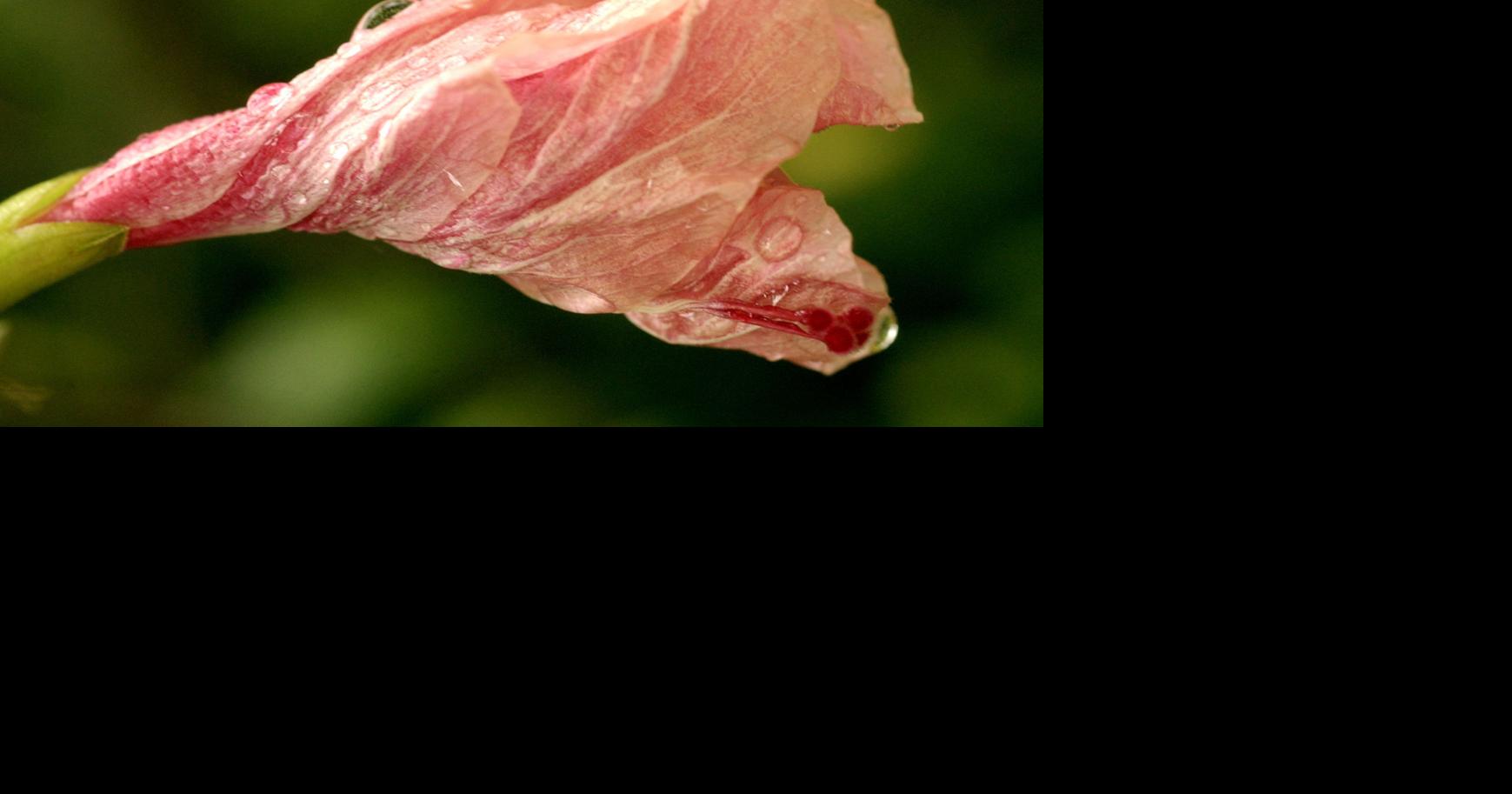What's causing my hibiscus buds to drop off before opening? Dan Gill's
