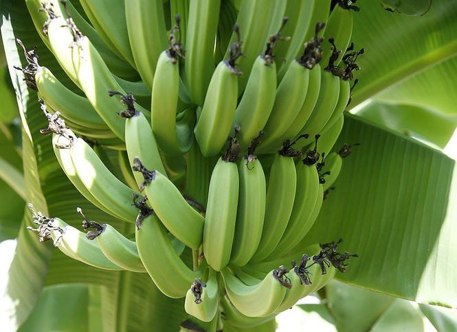 are banana plants poisonous to dogs
