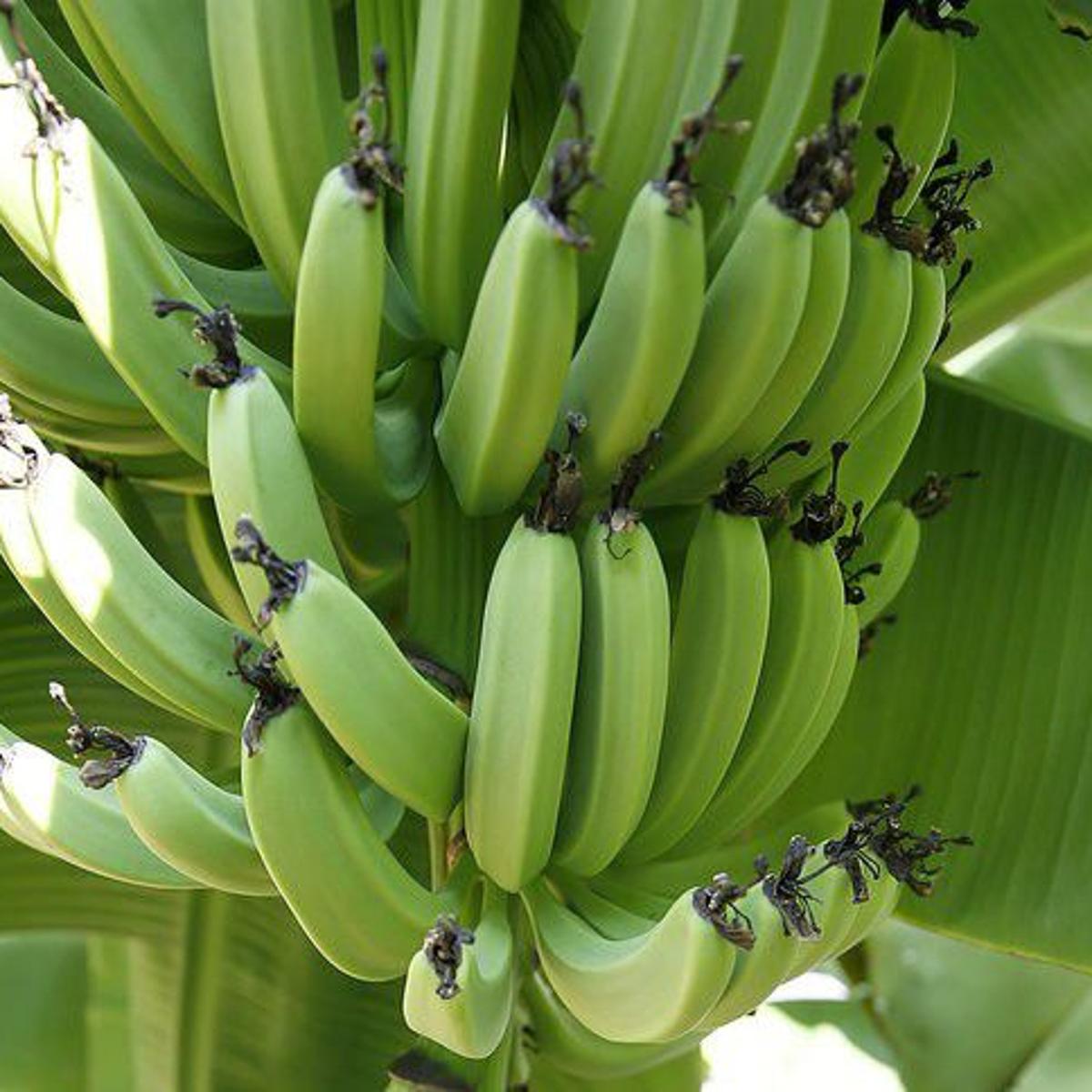 Banana Plants Answers To All Your Questions About Care Pruning And Harvesting Fruit Home Garden Nola Com,Farmhouse Country Kitchen Designs With Islands
