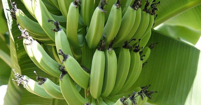 Banana plants: Answers to all your questions about care, pruning and  harvesting fruit | Home/Garden | nola.com