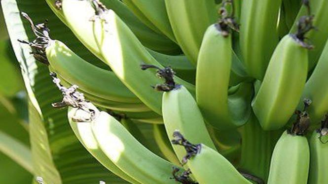 Banana Plants Answers To All Your Questions About Care Pruning And Harvesting Fruit Home Garden Nola Com